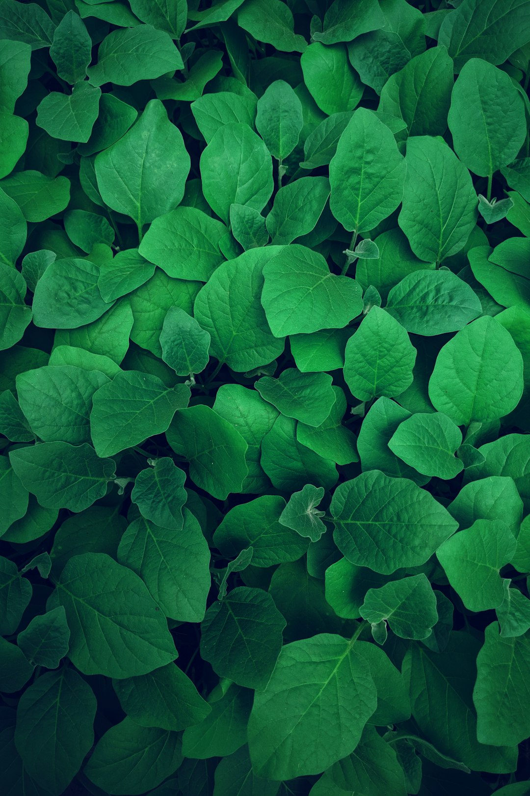 Tecnología verde. imagen 3